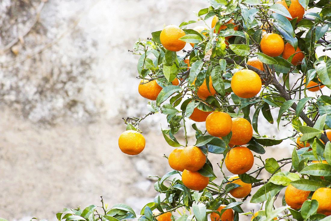 IN CONVERSATION with Martine | The Orangery Retreat in Tursi, Basilicata