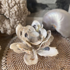 Oyster Shell Tea Light Candle Holder - MY ISLAND COLLECTIVE